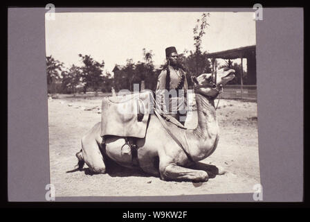 Anglo-egiziana Sudan - camel soldato delle forze nativo dell'esercito britannico Abstract: fotografia mostra un soldato in piedi accanto a un cammello. Foto Stock