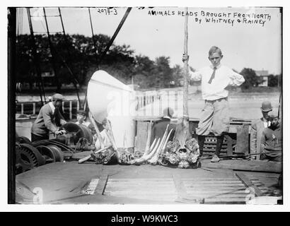 Teste di animali portati da nord da Whitney e Rainey Foto Stock