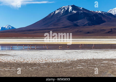 Laguna Hedionda e fenicotteri rosa, un lago salino con montagne coperte di neve della riflessione in acqua salata della laguna altiplanic Foto Stock