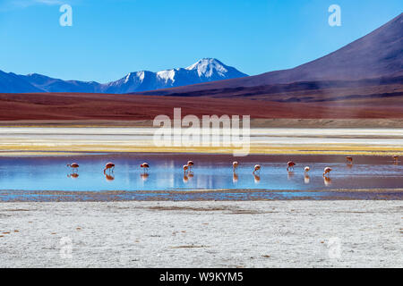 Laguna Hedionda e fenicotteri rosa, un lago salino con montagne coperte di neve della riflessione in acqua salata della laguna altiplanic Foto Stock