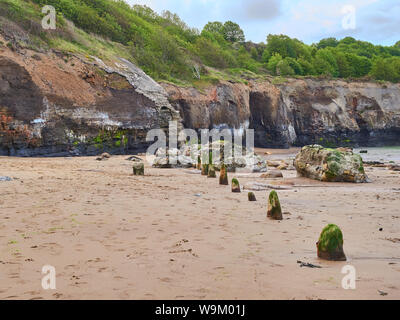 Vecchio groyne in legno posti nella sabbia sulla spiaggia a Sandsend vicino a Whitby sulla North Yorkshire coast Foto Stock