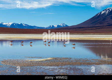 Laguna Hedionda e fenicotteri rosa, un lago salino con montagne coperte di neve della riflessione in acqua salata della laguna altiplanic Foto Stock