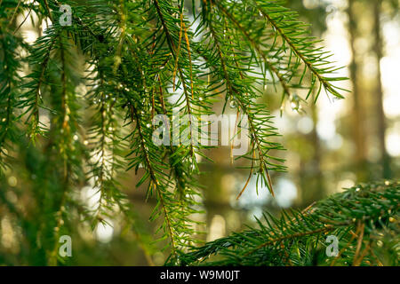 Sfocata soleggiato verde abstract background - defocalizzata scende sui rami di abete dopo la pioggia in presenza di luce solare Foto Stock