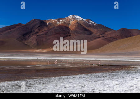 Laguna Hedionda e fenicotteri rosa, un lago salino con montagne coperte di neve della riflessione in acqua salata della laguna altiplanic Foto Stock