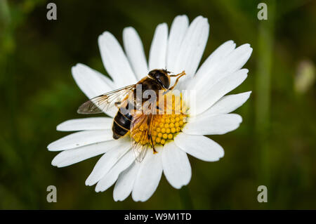 Hoverfly su un oxeye daisy Foto Stock