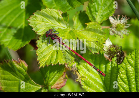 Grandi damselfly rosso su un Rovo foglie Foto Stock