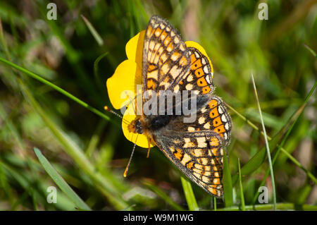 Marsh Fritillary butterfly su Buttercup Foto Stock