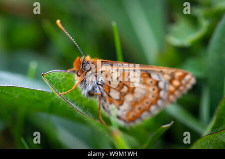 Marsh Fritillary butterfly sul fogliame verde Foto Stock