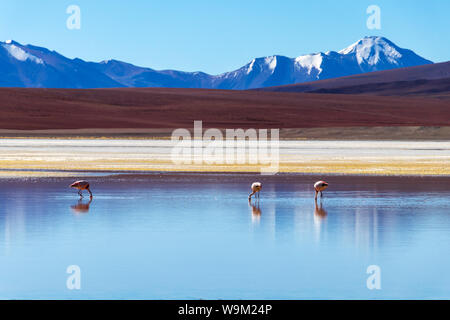 Laguna Hedionda e fenicotteri rosa, un lago salino con montagne coperte di neve della riflessione in acqua salata della laguna altiplanic Foto Stock