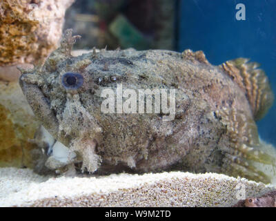 Pesci scorpione provino a mote Aquarium, Florida, USA, Aprile 6, 2019, © Katharine Andriotis Foto Stock