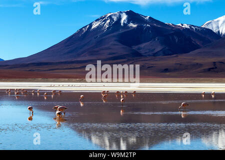 Laguna Hedionda e fenicotteri rosa, un lago salino con montagne coperte di neve della riflessione in acqua salata della laguna altiplanic Foto Stock