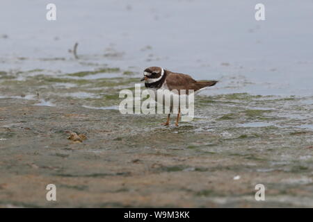 Adulto inanellato Plover Foto Stock