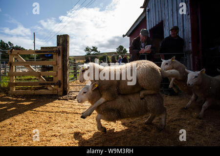 LAIRG, Scotland, Regno Unito - 13 ago 2019 - alcuni di oltre 16.500 North Country Cheviot hill le pecore e gli agnelli di castrato andando sotto il martello al regno delle aste Foto Stock