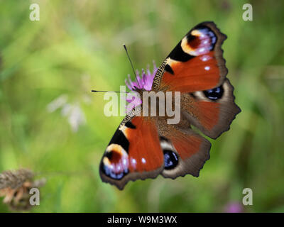 Farfalla pavone close-up da sopra, ali full-diffusione, contro un fuori fuoco sfondo prato Foto Stock