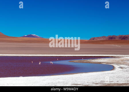 Laguna Hedionda e fenicotteri rosa, un lago salino con montagne coperte di neve della riflessione in acqua salata della laguna altiplanic Foto Stock