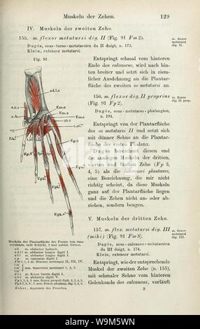 Die anatomie des Frosches (pagina 129) Foto Stock