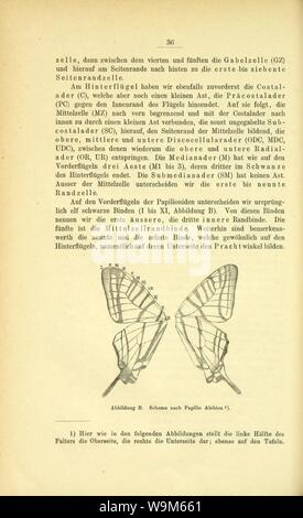 Die Artbildung und Verwandtschaft bei den Schmetterlingen (pagina 36). Foto Stock
