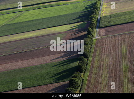 14 agosto 2019, il Land della Baviera, Zellingen: una fila di alberi che proietta ombre lunghe sui campi alla luce della bassa sun. Foto: Karl-Josef Hildenbrand/dpa Foto Stock