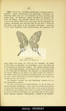 Die Artbildung und Verwandtschaft bei den Schmetterlingen (pagina 169) Foto Stock