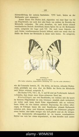 Die Artbildung und Verwandtschaft bei den Schmetterlingen (pagina 152) Foto Stock