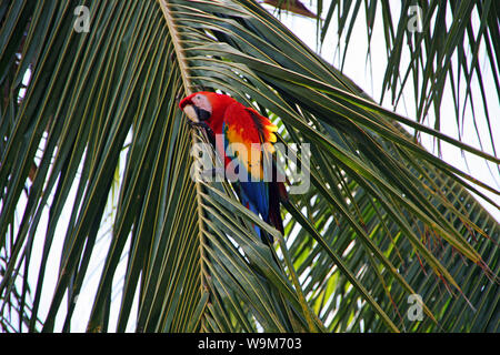 Wild red macaw su un Palm tree Foto Stock