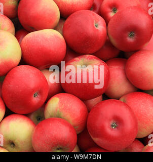 Apple 'scoperta', mele, chiamato varietà, varietà, farm shop display Foto Stock