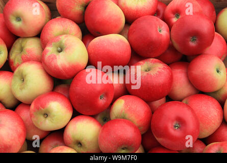 Apple 'scoperta', mele, chiamato varietà, varietà, farm shop display Foto Stock