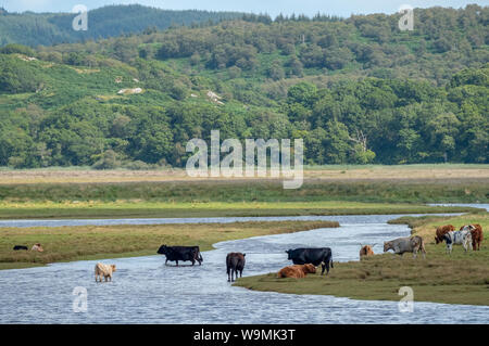 Attraversamento del bestiame l'estuario del fiume Aggiungi, parte dell'Mòine Mhòr Riserva Naturale Nazionale, Argyll, Scozia. Foto Stock