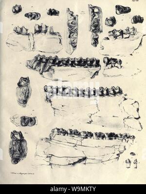 Die fossilen Zähne und Knochen und ihre Ablagerung in der Gegend von Georgensgmünd in Bayern (pagina 141) Foto Stock