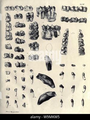 Die fossilen Zähne und Knochen und ihre Ablagerung in der Gegend von Georgensgmünd in Bayern (pagina 143) Foto Stock