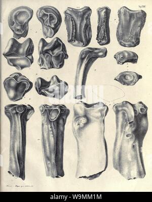 Die fossilen Zähne und Knochen und ihre Ablagerung in der Gegend von Georgensgmünd in Bayern (pagina 153) Foto Stock