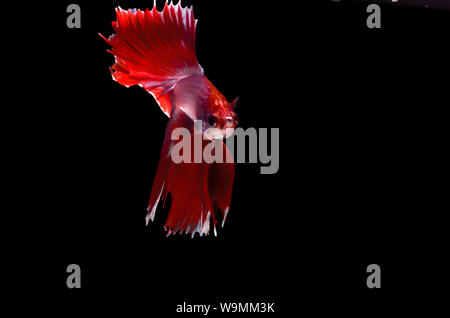 Betta siamesi lotta isolata di pesce Foto Stock