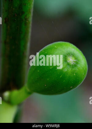 Close up verde giovane fichi sul fico, Ficus carica frutto Foto Stock