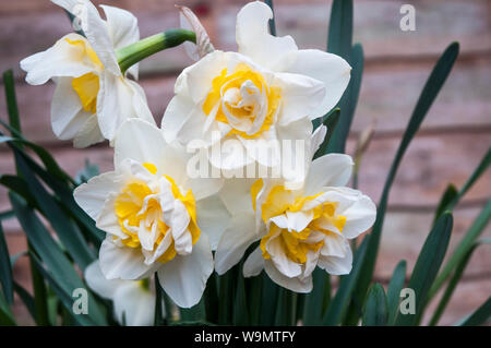 Gruppo di narcisi re di ghiaccio in un bordo contro una parete nella primavera del Narciso re di ghiaccio è una divisione 4 double daffodil Foto Stock