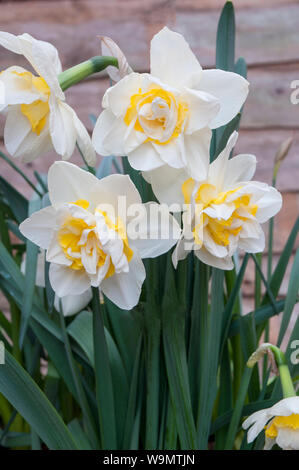 Gruppo di narcisi re di ghiaccio in un bordo contro una parete nella primavera del Narciso re di ghiaccio è una divisione 4 double daffodil Foto Stock