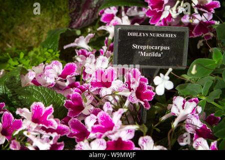 Un streptocarpus matilda giardino giardinaggio piante vegetali gardens Foto Stock