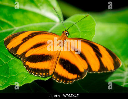 Brush-footed butterfly lo Zoo di Calgary Alberta Canada Foto Stock