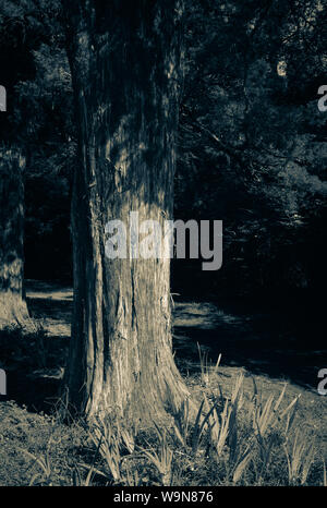 Alquanto solitaria, sentiero ombreggiato con grandi Eastern Redcedar alberi che fiancheggiano il percorso in un Southeastern USA paesaggio, in bianco e nero il tono freddo Foto Stock