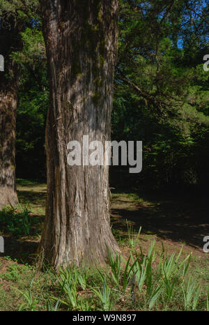 Alquanto solitaria, sentiero ombreggiato con grandi Eastern Redcedar alberi che fiancheggiano il percorso in un Southeastern USA paesaggio Foto Stock