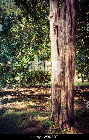 Un unico alto albero di cedro circondato da Southern Magnolia con alberi da frutto nel sud-est USA Foto Stock