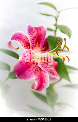 Stargazer Oriental Lily , Stargazer lily , Lilium Stargazer, Lilium orientalis fiore in un giardino di casa in California , Stati Uniti Foto Stock