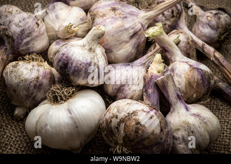 Una chiusura di un mazzetto di bulbi di aglio sono visualizzati su una vecchia tela ruvida. Foto Stock