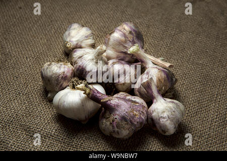 Un mazzetto di bulbi di aglio sono visualizzati su una vecchia tela ruvida. Foto Stock