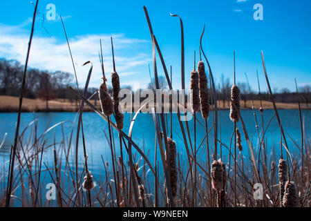 Che è stata la mattina pesca durante il fine settimana mi sono reso conto che questo sta andando essere un bellissimo paesaggio con le canne sul blu chiaro lago Foto Stock