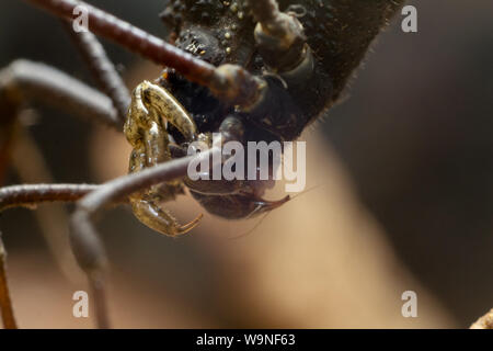 Extreme close-up di Daddy Long legs (harvestman), aracnide dal Brasile (Gonyleptidae) Foto Stock
