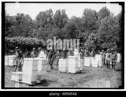 L'apicoltura istruzioni per i soldati feriti Foto Stock