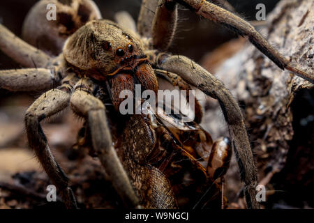 Close-up di un ragno lupo (Lycosidae, Lycosa erythrognatha) comune di giardini, di mangiare uno scarafaggio considerata una peste Foto Stock