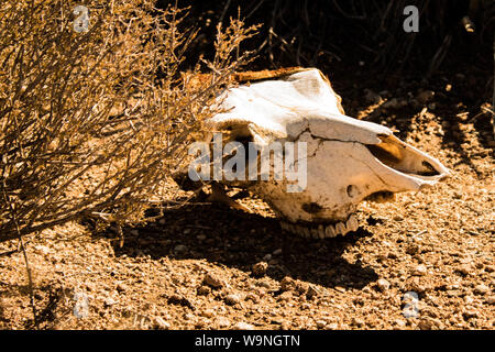 Cranio di animale nel deserto , Arizona USA Foto Stock