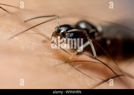 Ritratto frontale di un alate black ant, insetto su un dito umano, che si trova in un giardino tropicale in Brasile Foto Stock