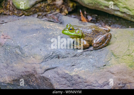 American rana toro seduto su roccia Foto Stock